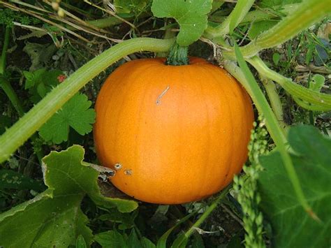 Cucurbita maxima - Pumpkin (Cucurbitaceae Images)