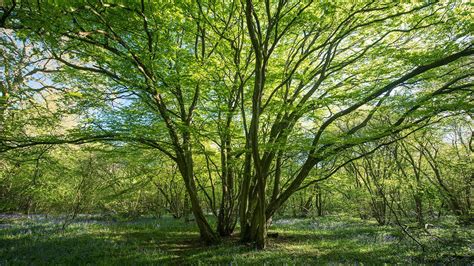 Hornbeam Tree - (Carpinus betulus) - Member Blogs - Arbtalk | The Social Network For Arborists