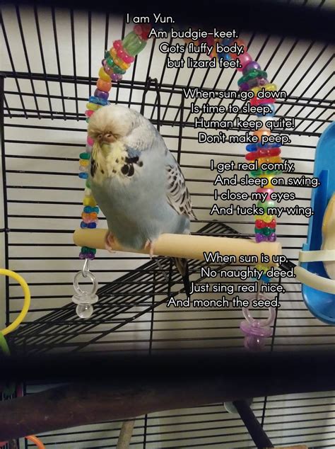 Sleepy budgie message : r/budgies