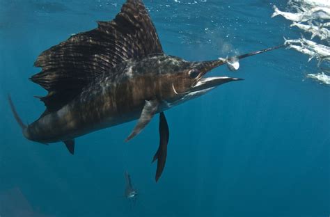 Sailfish Fact & Information Guide - American Oceans