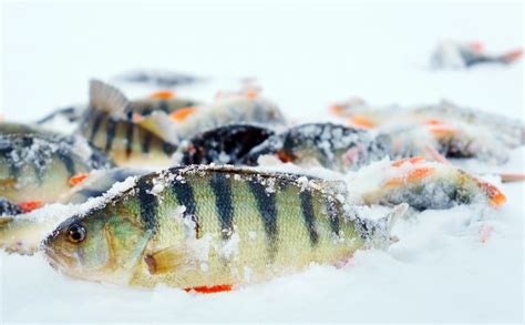 Ice Fishing Perch - Ice Fishing Lures for Perch - Ice Fishing Rigs