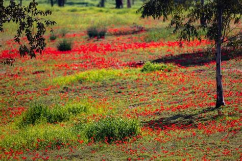 When and where to see Israel's desert flowers bloom - ISRAEL21c