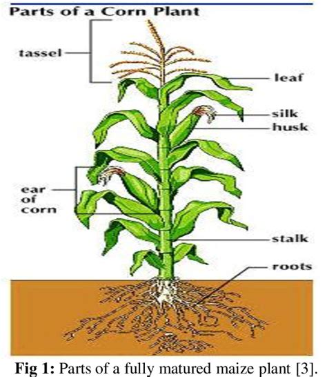 Figure 1 from Development and Performance Evaluation of Maize Threshing and Grinding Machine ...