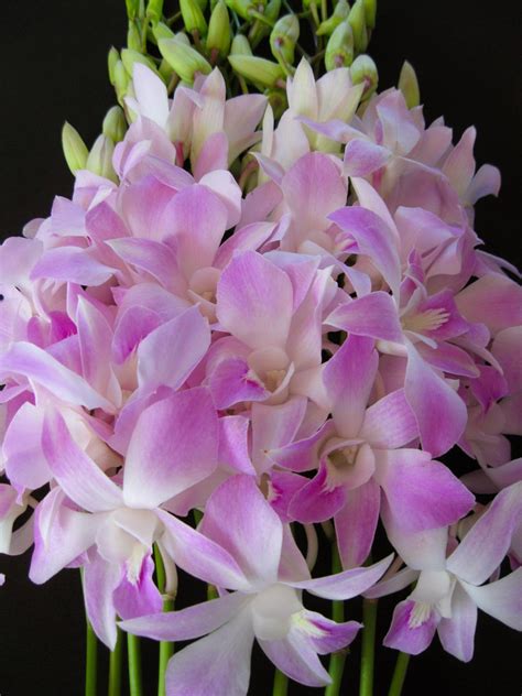 Mother's Day Orchid Flowers | Orchidaceous! Orchid Blog