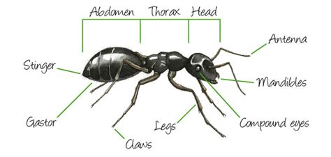 External Ant Anatomy | abdomen, head, compound eyes, antenna, mandibles, thorax, legs, claws ...