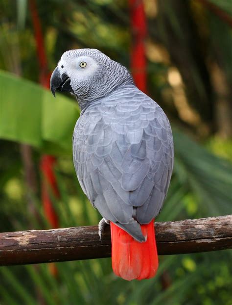 Best 25+ African grey parrot ideas on Pinterest | Parrots, Parakeet food and African grey parrot ...