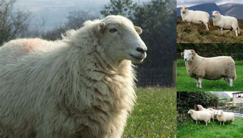 Welsh Mountain Sheep Breed – Everything You Need to Know