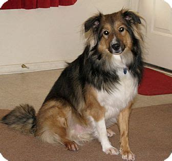 Nicco | Adopted Dog | apache junction, AZ | Sheltie, Shetland Sheepdog ...