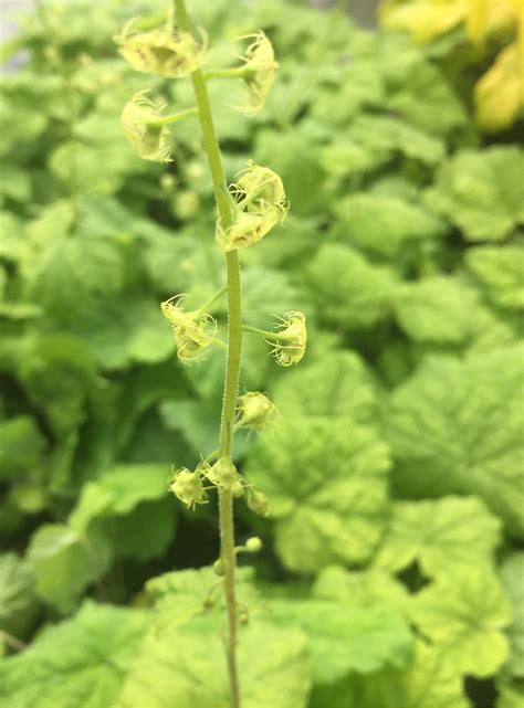 Mitella > Mitella caulescens - The Beth Chatto Gardens