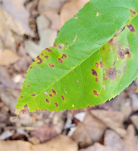 Maryland Biodiversity Project - Cherry Leaf Spot (Blumeriella jaapii)