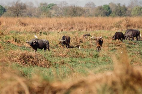 Bamingui-Bangoran National Park - National Parks in Africa