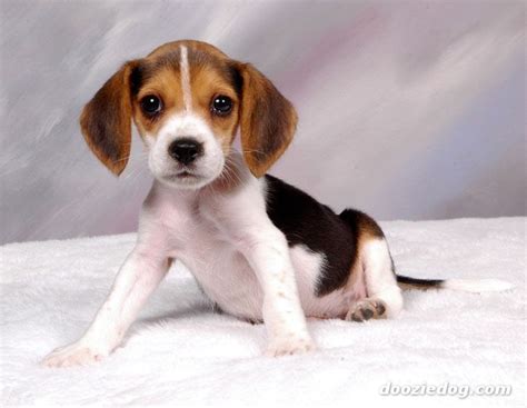 10 Best images about cute beagle puppies on Pinterest | Puppy images ...