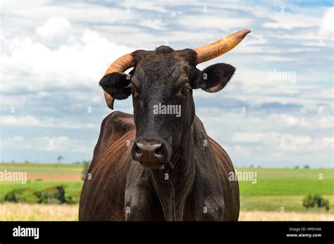 Ox with crooked horns, one horn facing up and the other down. Close up ...