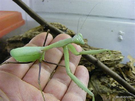 Giant Asian Mantis - The Spider Shop