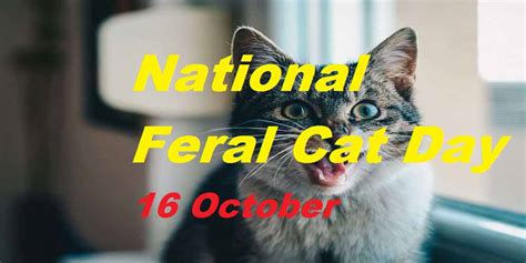 National Feral Cat Day 2024: History, Quotes, Wishes, Messages ...