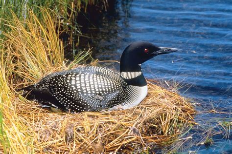 Common loon | North American, diving, waterfowl | Britannica