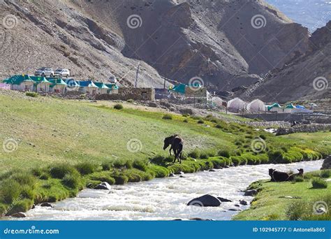 Camping at the Tso Moriri Lake in Ladakh, India Stock Image - Image of ...