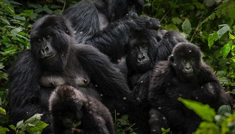 Mountain Gorilla Conservation | Virunga National Park