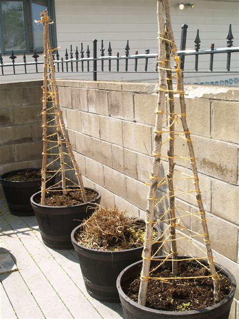 Cucumber Trellis Diy Bamboo : 15 Easy DIY Cucumber Trellis Ideas - A Piece Of Rainbow / With our ...