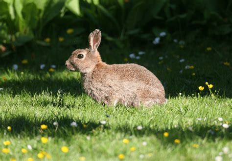 The Polish Rabbit - Complete Guide & Facts