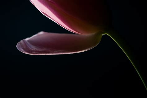 Macro Photography Lighting: The Ultimate Guide to Macro Light