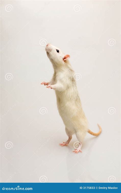 White Rat Stock Photos - Image: 3175833