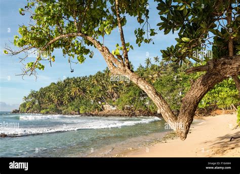 Mirissa Beach, Sri Lanka Stock Photo - Alamy