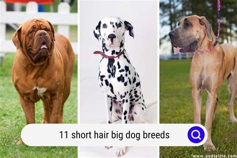 11 Short Hair BIG Dog Breeds (With Photos) - Oodle Life