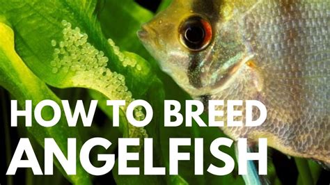 How to Breed Freshwater Angelfish (Easiest Way) – HousePetsCare.com