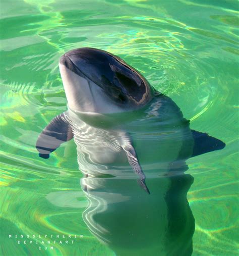 Harbour Porpoise by PaulaDarwinkel on DeviantArt