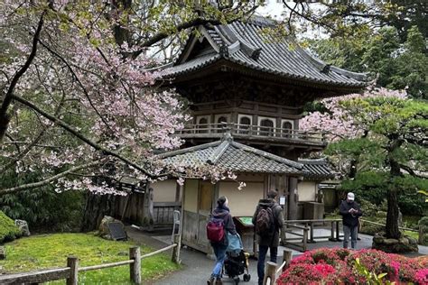 Cherry Blossoms Are In Bloom At SF's Japanese Tea Garden