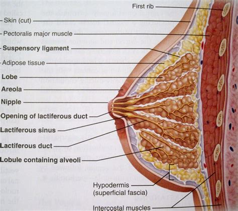 Anatomy and Physiology 2 Eportfolio: Objective 79: Mommy what's that.....?????