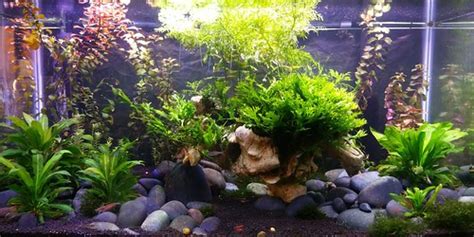 7 beautiful background aquarium plants | Aquariadise