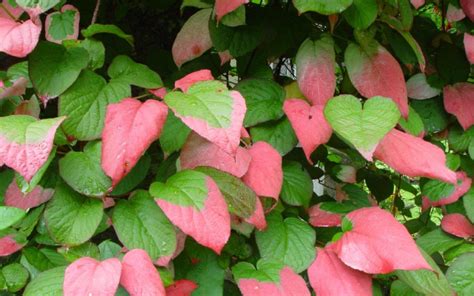 Actinidia kolomikta | Farmyard Nurseries