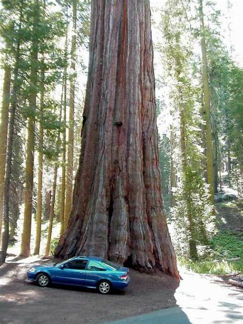 Giant Sequoia Tree