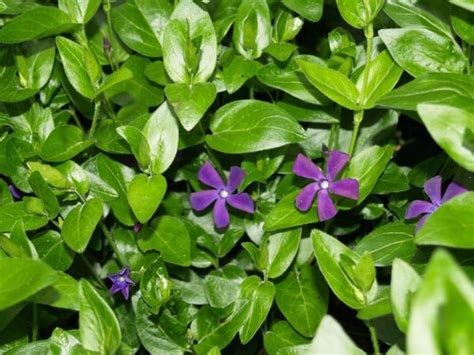 Vinca Major Ground Cover Seeds - ground cover and shrubs