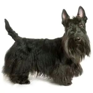 Grooming Scottish Terriers | Dog Grooming Tutorial