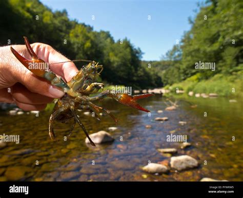 European crawfish hi-res stock photography and images - Alamy