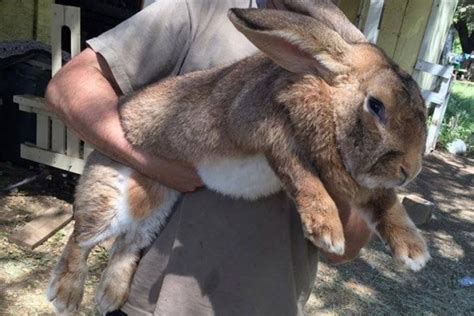 6 Fakta Seputar Flemish Giant Rabbit, Bobot Tubuhnya Bikin Takjub