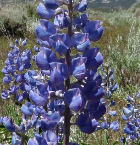 A Plant a Day: Silvery Lupine-Lupinus argenteus