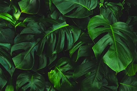 Monstera Leaf Wallpapers - Wallpaper Cave