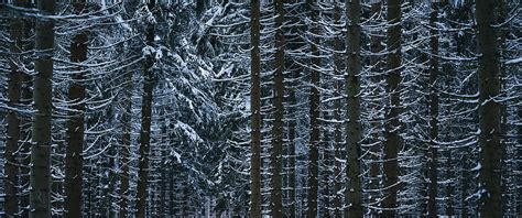 Winter, Snow, Trees, Forest, winter 3440x1440 HD wallpaper | Pxfuel