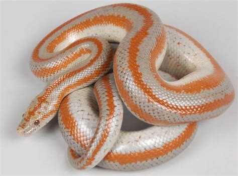 13 Cool Rosy Boa Morphs With Pictures – Family Life Share