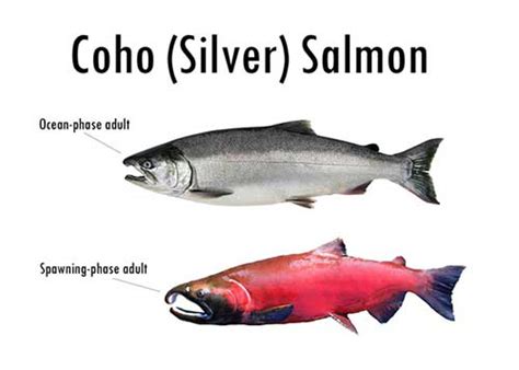 Alaska’s Five Species of Pacific Salmon, Alaska Department of Fish and Game