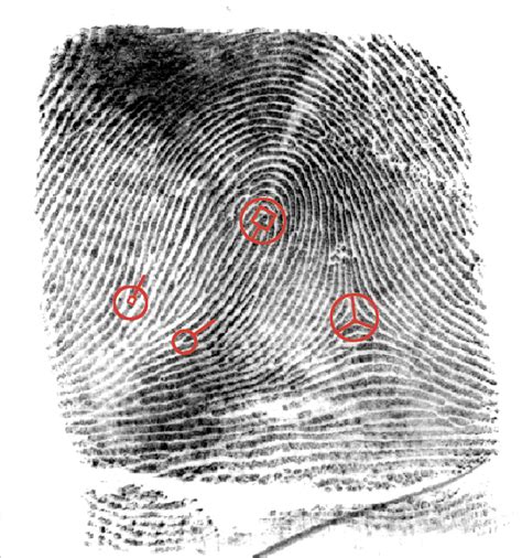 Using 'Minutiae' to Match Fingerprints Can Be Accurate