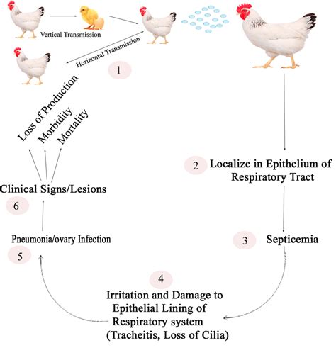 Chronic Respiratory Disease In Chickens, 59% OFF | wiener.me