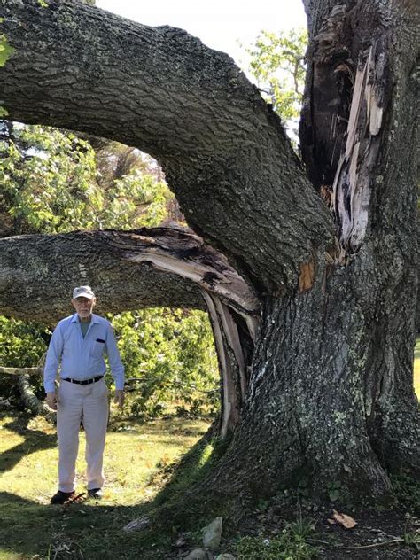 Loss of 200-year-old red oak | Boothbay Register