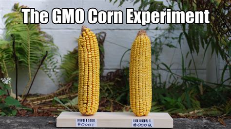 Support the GMO Corn Experiment - YouTube