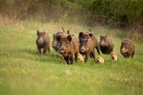 Is Aujeszky's Disease Important in Wild Boars or Only in Pigs? - My Animals