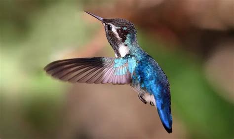 Bee Hummingbird - The Animal Facts - Appearance, Diet, Habitat, Behavior